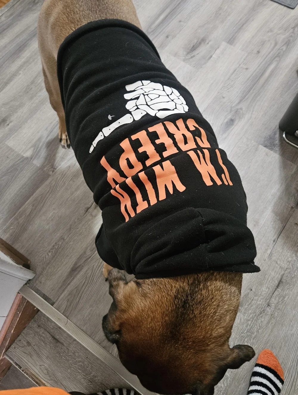 Pet Halloween Hoodie - Black 